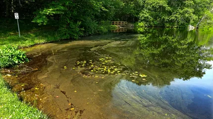 Pollen coats the surface of Dorothy Pond in Millbury.