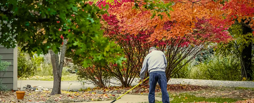 man trying to burn extra calories by raking his yard with a lovely red tree in the background
