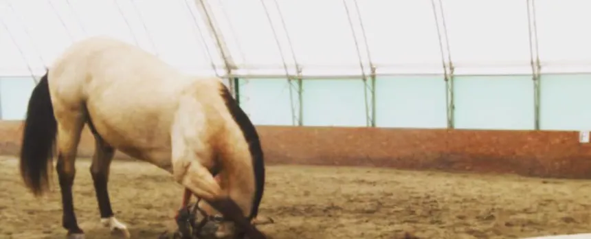 horse bowing in arena